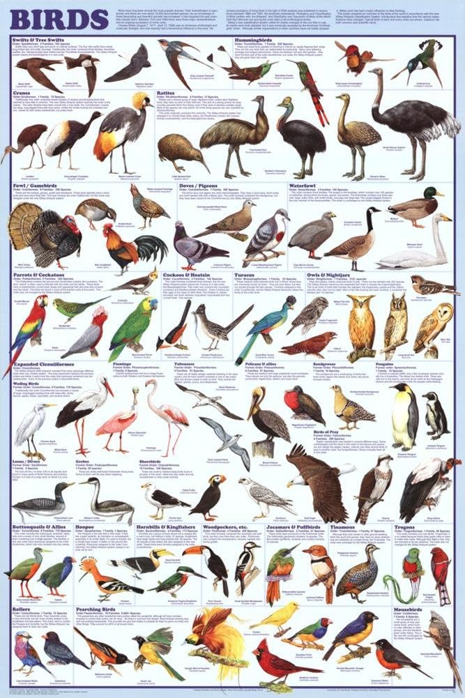 all types of bird