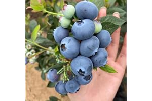 500Premium Pink Blueberry Seeds, Fruit Plant Seeds for Home Garden Growing and Edible Landscape Design All Seasons, Edible Be