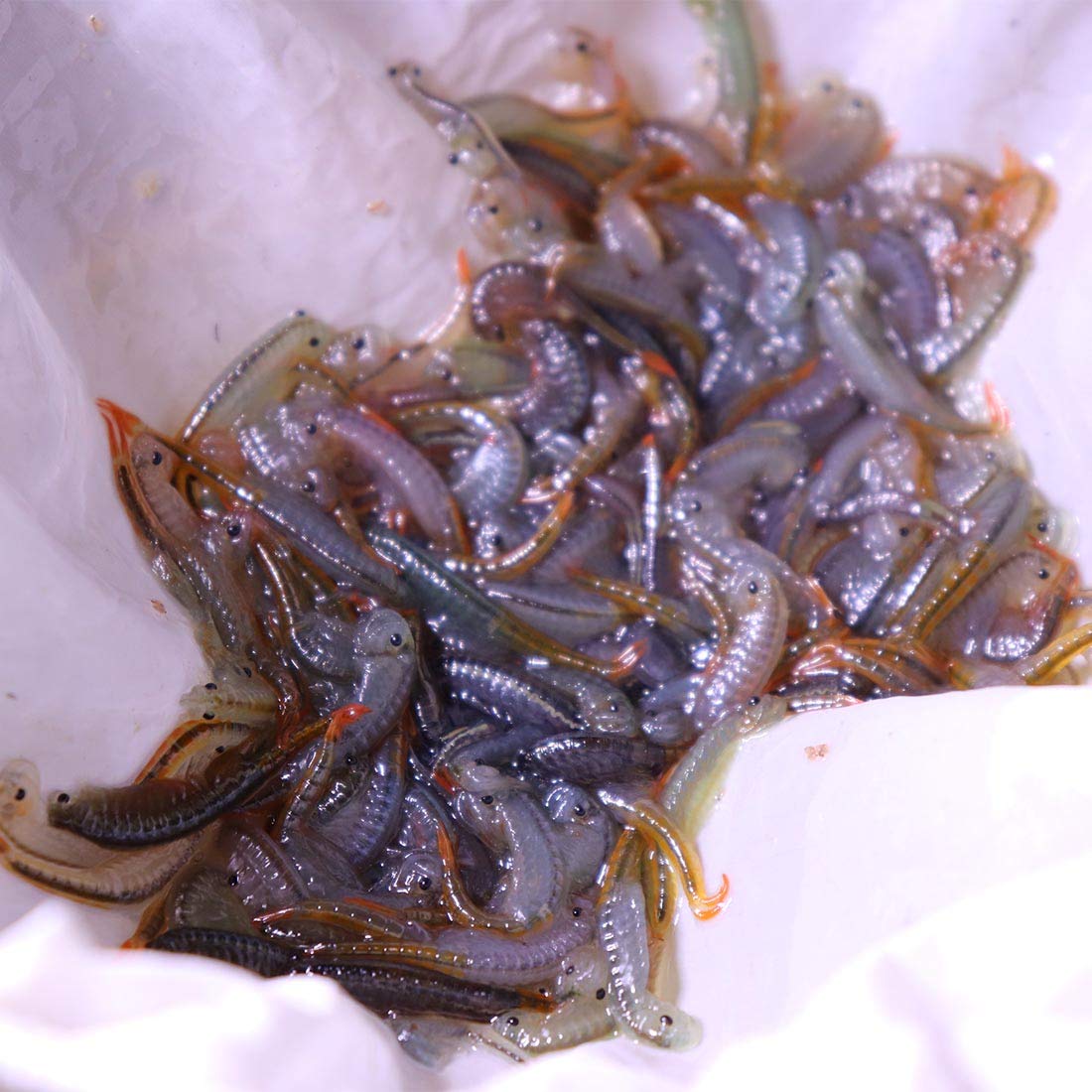 GreenWaterFarm Fairy Shrimp Thailandensis Eggs Live Fish Food for Hatching and Culture Suitable for Feed Betta Fish