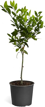 Amazon Com Calamondin Orange Tree Indoor Outdoor Patio Citrus