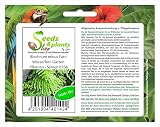 10x Blechnum Minus Fern Seeds - Garden Plants by Ipsa view 3