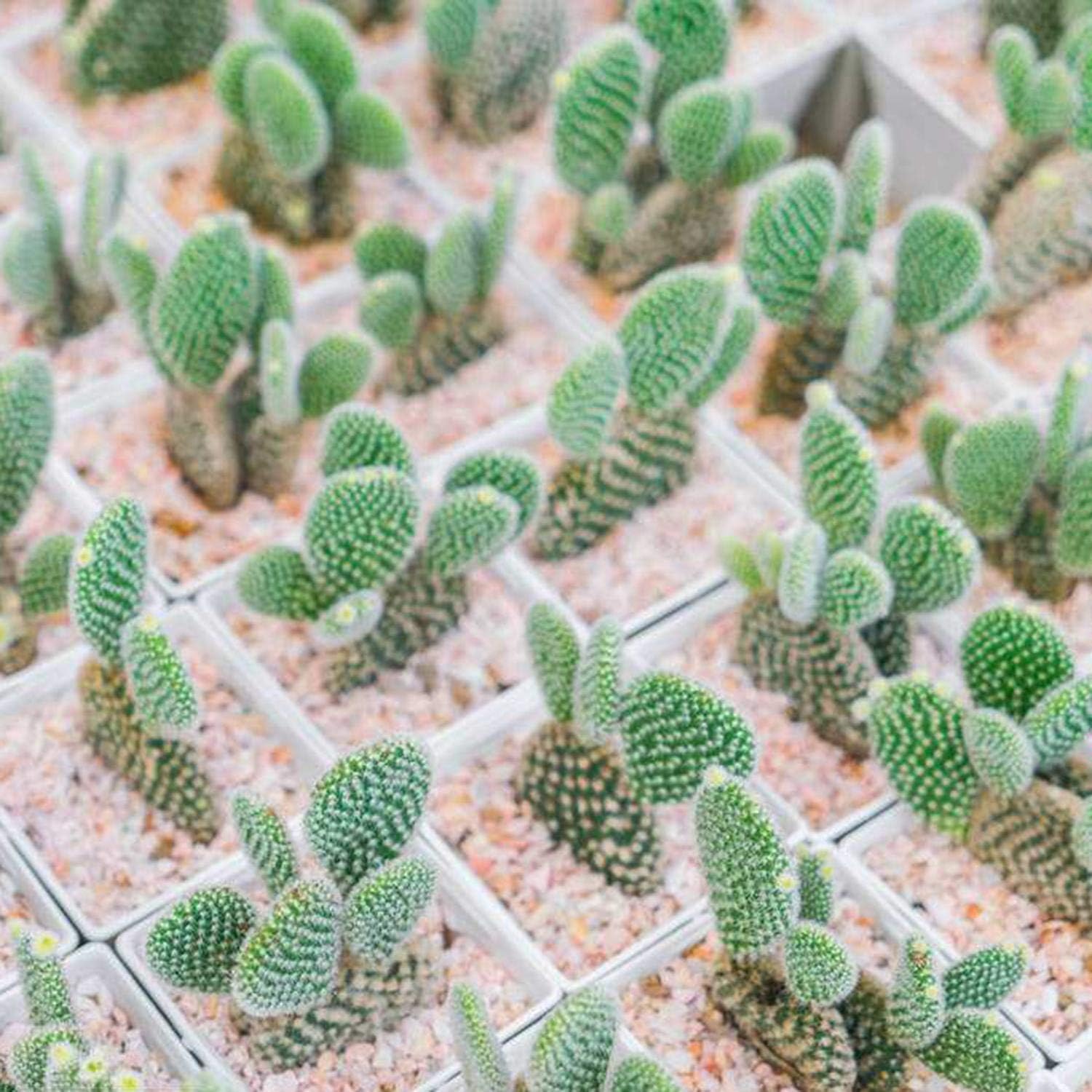 HOTUEEN 100Pcs Mini Cactus Flower Seeds (Astrophytum) Rare Succulent Plants Seeds Garden Flowers