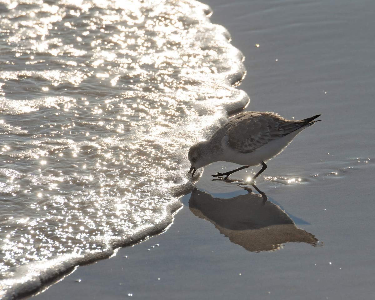 "Surf's Up!" - Sandpiper Photograph - Bird on the Beach Coastal Wall Art - Beach Decor