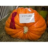 15 Colossal Pumpkin Seeds - Grow the Biggest Pumpkin on the Planet - Cinderella's Carriage Pumpkins