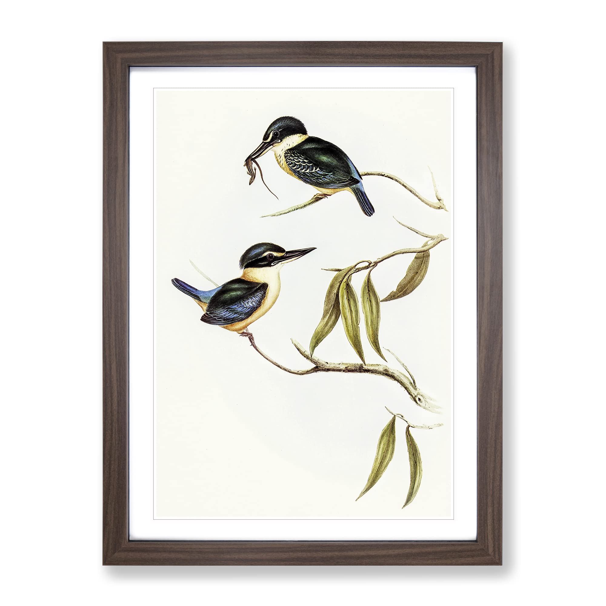 Sacred Halcyon Kingfishers By Elizabeth Gould Vintage Framed Wall Art Print, Ready to Hang Picture for Living Room Bedroom Home Office Décor, Walnut A3 (34 x 46 cm)