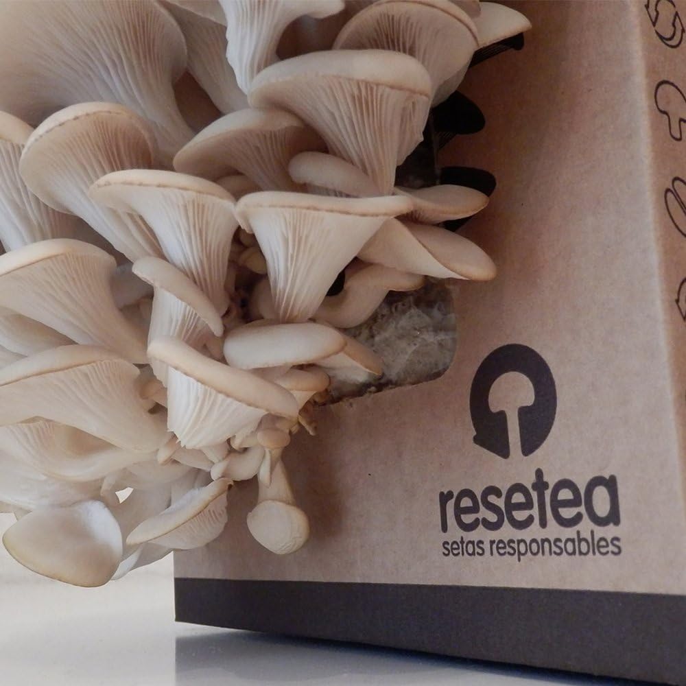 Kit Autocultivo de setas ostra sobre posos de café reciclados de ...