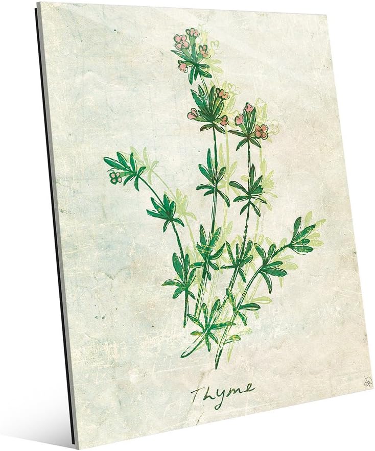 Amazon Com Herb Thyme Drawing Botanical Illustration Vintage Look Kitchen Wall Art Print On Metal Posters Prints