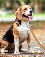 Taglory Dog Leads for Small Medium Dogs 2 cm Wide 1.2 m Tan Reflective view 6