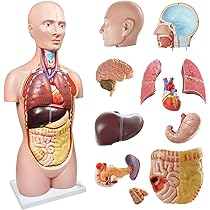 EVOTECH 2024 Newest Deluxe Human Body Anatomical Model, 33.5 Inch 12 Pcs Removable Human Torso Anatomy Model With Heart Head Skull Brain Liver Lungs - View #9