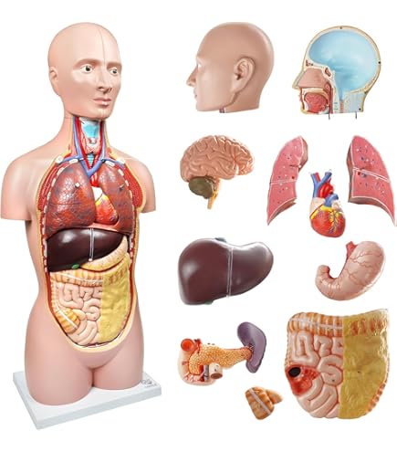 Amazon.com: SORECI 85 公分豪華雙性人體軀模型,32 份雙性人體解剖軀