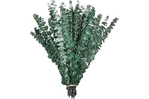 LYLYFAN 30 Pcs Dried Eucalyptus Stem Bundle 17'' Fresh Natural Preserved Eucalyptus Stems for Shower Flower Arrangements Wedding Home Decor