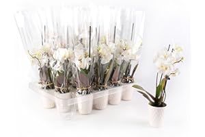 PLANTS & BLOOMS SHOP Just Add Ice JA5189 Mini White Orchids Live Plants (20 Pack) in White Ceramic - Party Favor, Bulk Wedding Decor, Bridal Shower, Baby Shower, 2.5" Diamter, 6" Tall