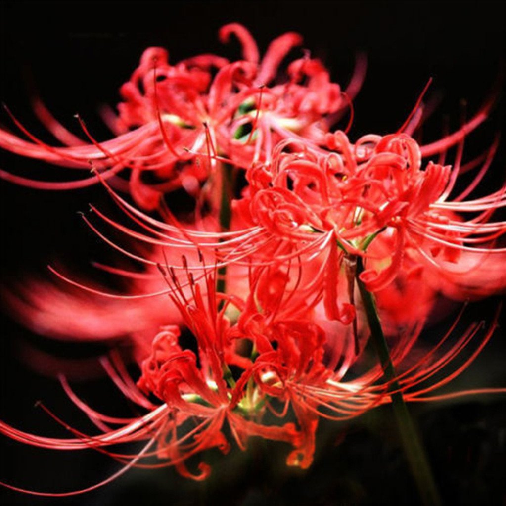 Узбекча уч кунлик чимилдикдаги секс Видеода қыз өте әдемі кончат