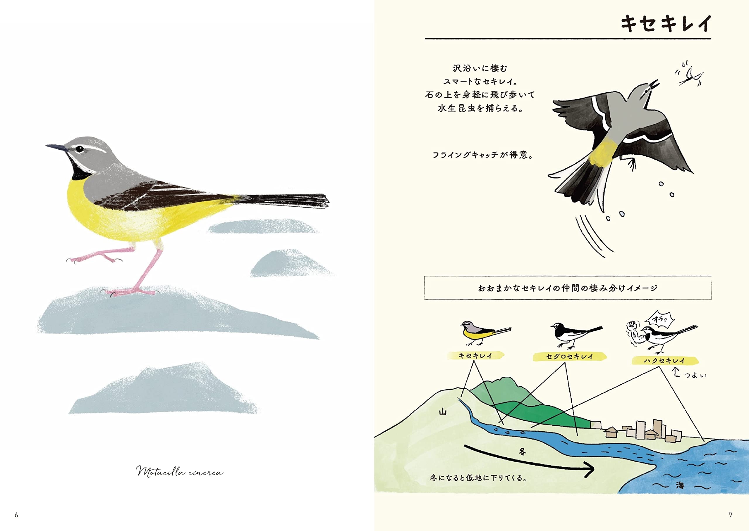 美しい鳥イラストが素敵な洋書 鳥洋書 鳥図鑑 鳥画集 鳥イラスト Www Sinfiny Com