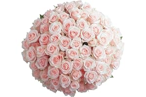 GlobalRose Fresh Cut Pink Roses - 250 (20 Bundles of 25) Fresh Bouquet for Birthday