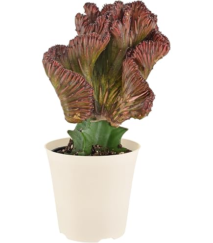 Amazon.com : Fat Plants San Diego Large Cactus Plant(s) (4