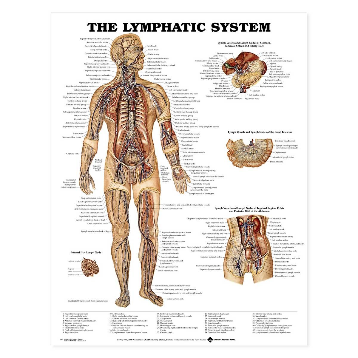 Anatomical Chart The Lymphatic System
