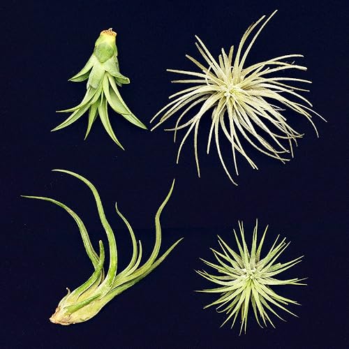 Air Plants Amazon.co.uk