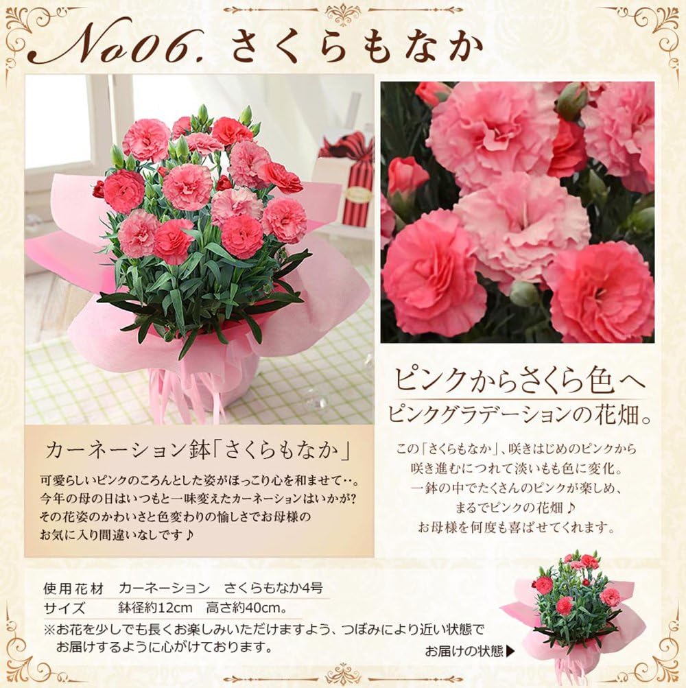 Amazon Bunbunbee 母の日 色変わりカーネーション鉢 スイーツセット さくらもなか デコボコバーム 18 観葉植物 オンライン通販
