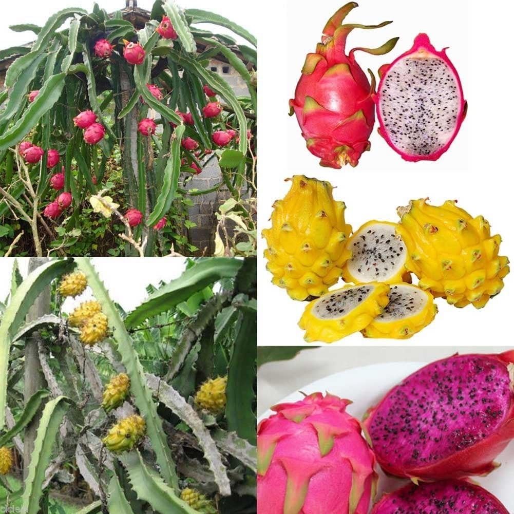 Azalea Gardens 30 PCS Organic Dragon Fruit Dwarf Seeds Home Garden Sweet Juicy and Delicious
