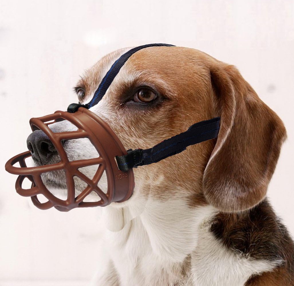 merle american bulldog for sale