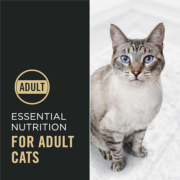 PURINA PRO PLAN HIGH PROTEIN CAT FOOD WITH PROBIOTICS FOR CATS, SALMON AND RICE FORMULA – 7 LB. BAG