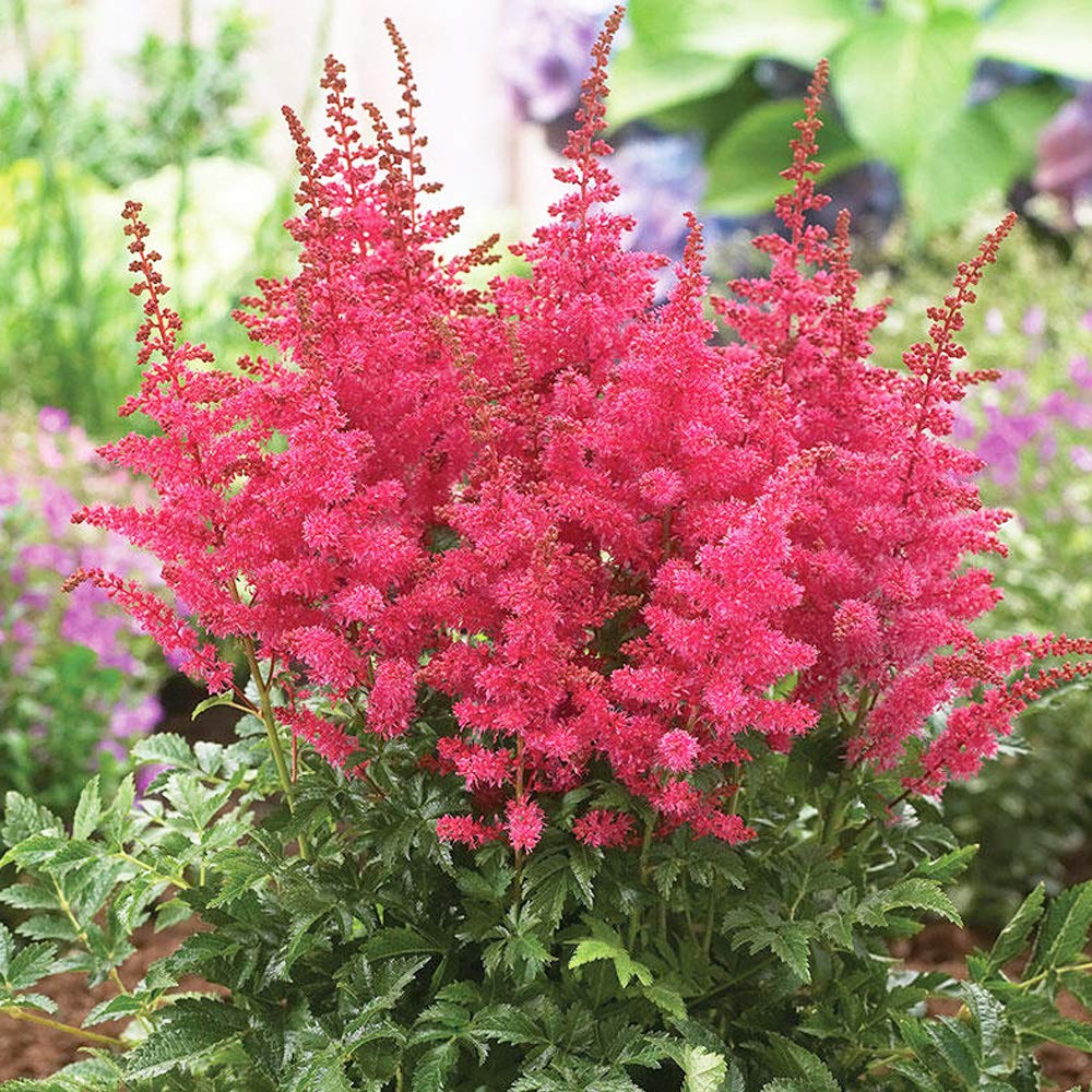 1 x Astilbe Younique Lilac – Soft Feathery Plumes - Fragrant, Triangular, Lavender Pink Plumes - for a Beautiful Summer Garden