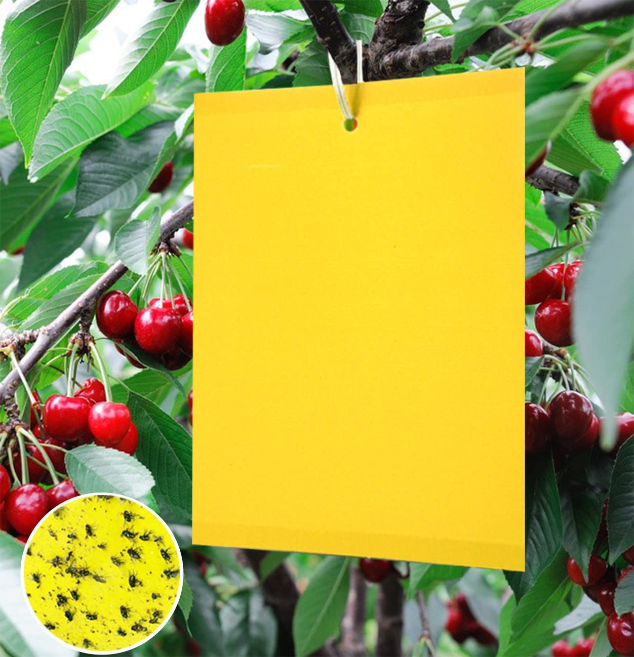 Y.A Lotus 20 Yellow Traps Sticky Insect Traps, Cherry Thread Trap, Yellow Boards, Professional Double-Sided Fly Catcher Stickers for White Flies, Aphids, Leaf Miner, Moths Other Insects