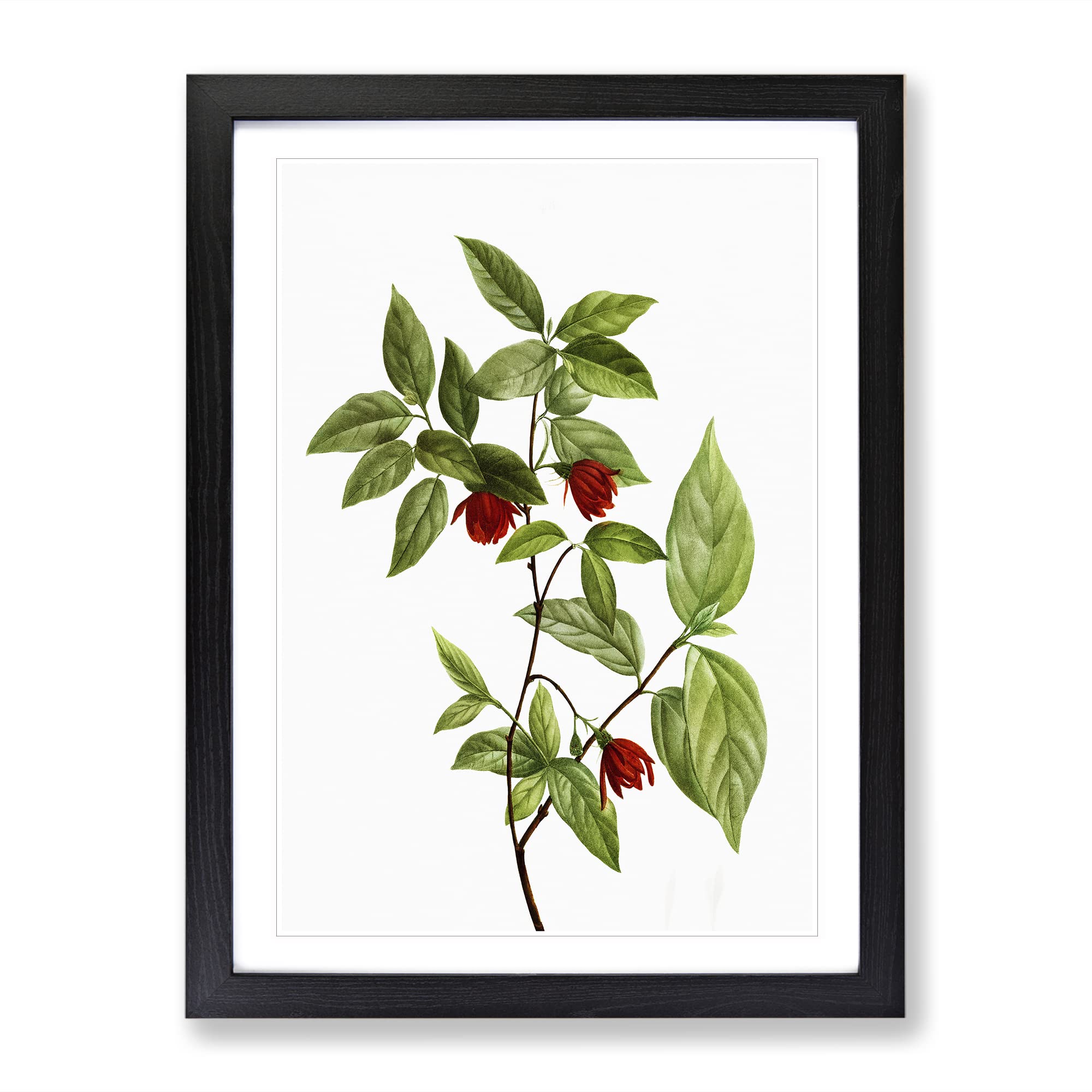 Calycanthus Venus Flowers By Pierre Joseph Redoute Vintage Framed Wall Art Print, Ready to Hang Picture for Living Room Bedroom Home Office Décor, Black A4 (34 x 25 cm)