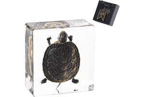1st Heaven Real Taxidermy Turtle in Resin - Authentic Animal Specimen for Oddities & Curiosities, Gothic Home Decor, Science Education & Unique Nature Gifts