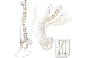 HADWYN 34" Life Size Spine Model with Nerves, Vertebrae, Arteries, Lumbar Column, Male Pelvis, Includes Durable Stand and Full Color Product Manual