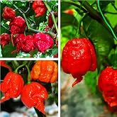 35+ Orange Red Habanero Pepper Seeds Ghost Pepper Carolina Reaper Chili