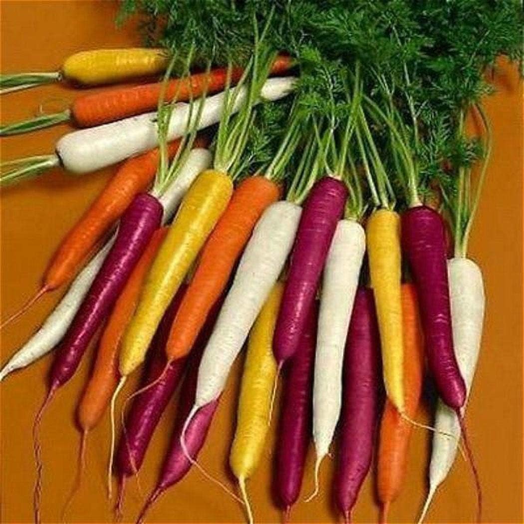 Tomasa Seedhouse- Organic Carrot Seeds 'Rainbow Mix' Carrot Mix Seeds Vegetable Seeds Hardy Perennial for Garden Balcony/Terrace