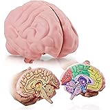 Cross Section Foam Brain Model, Great Educational Tool for Learning & Teaching Human Anatomical Function, Psychology, Biology