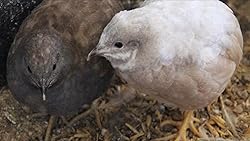 12+ Fertile button quail eggs variety of color