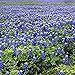 Texas Bluebonnets - 1/4 Pound - 4000 Seeds - Texas State Flower