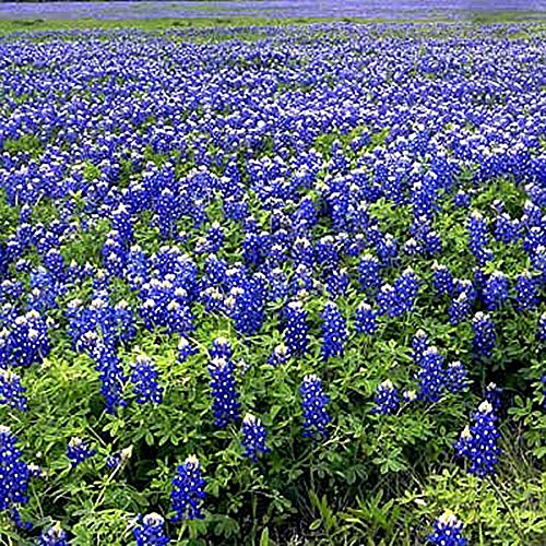Texas Bluebonnets - 1/4 Pound - 4000 Seeds - Texas State Flower