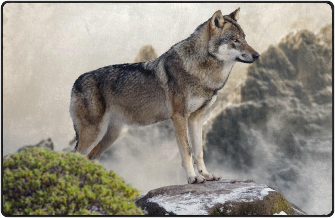 mountain wolf dog