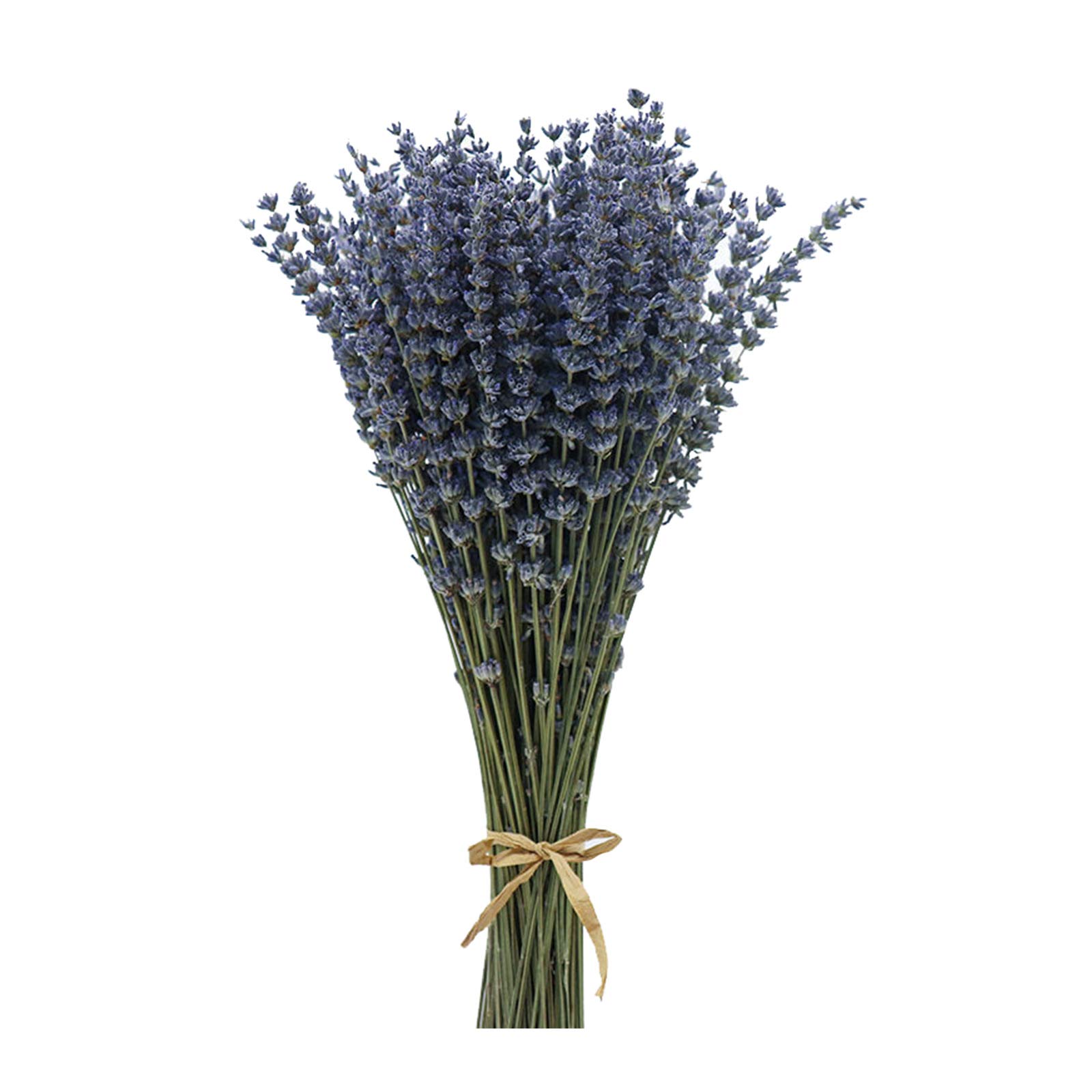 CoolCrafts Dried Lavender Flowers Dry Lavender Stems for Home Decor, Crafts, Wedding Bouquets
