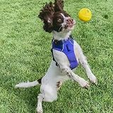 SPORTSPET Tennis Bounce Balls for Dogs Natural Rubber 64mm Pack of 3 view 5