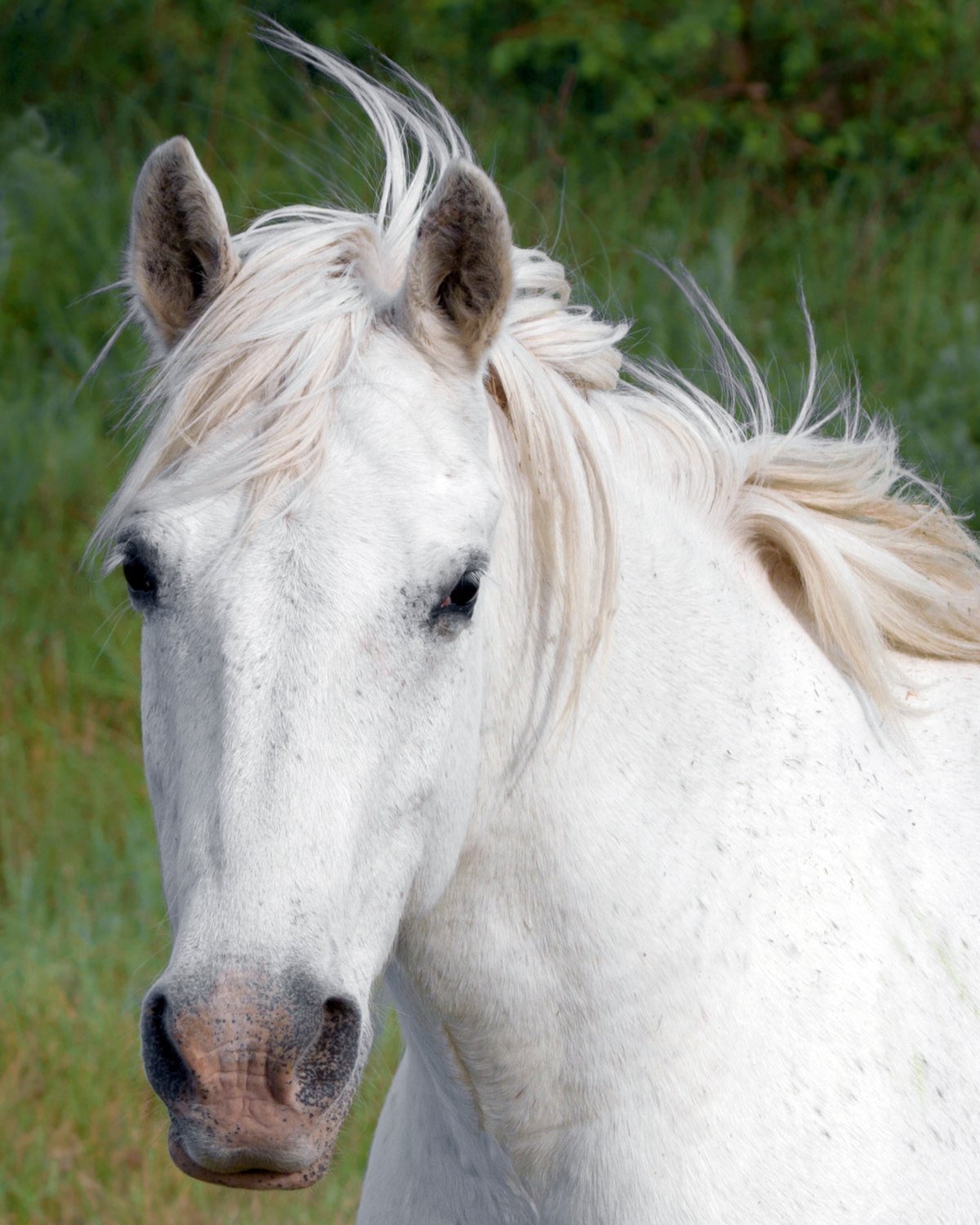 Amazon Com White Horse Photograph Horse Art Print Horse Wall Decor Horse Wall Art Equine Wall Art Equestrian Wall Decor Handmade