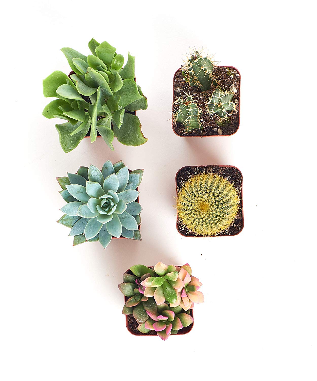 Shop Succulents Assorted Collection of Live Succulent Plants, Hand