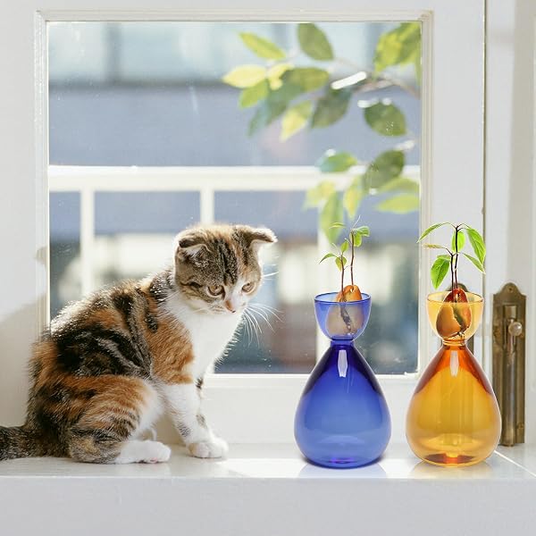 CYZGLASS AVOCADO VASE AVOCADO SEED STARTER VASE AVOCADO TREES LIVE PLANTS GROWING KIT GLASS PLANT VASE 2PC, 14*8.6CM, BLUE AMBER