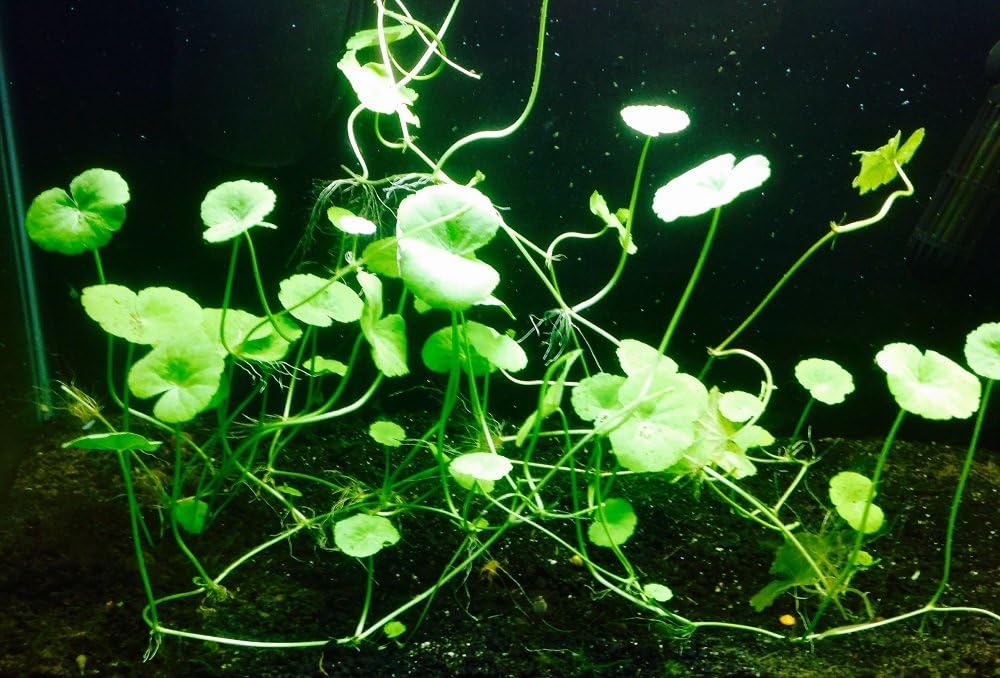 Super Bunch Brazilian Pennywort (Hydrocotyle leucocephala) by Aquairum Plants Galore