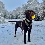 SPORTSPET Tennis Bounce Balls for Dogs Natural Rubber 64mm Pack of 3 view 4