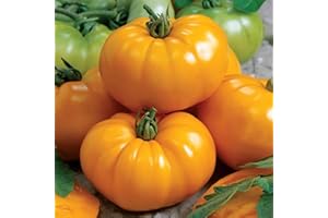100 Golden Jubilee Tomato Seeds – Heirloom, Mild 6oz Fruit, Indeterminate, 75 Days