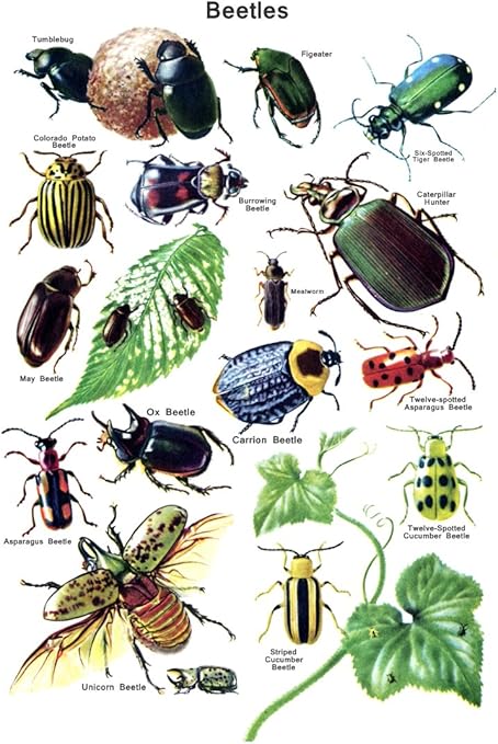 Beetle Classification Poster Beetles Beetle Breeds Insects