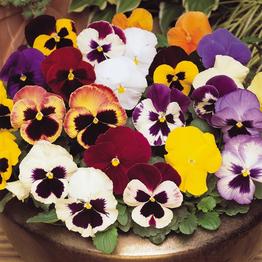 40 Large Pansy Giant Mix Plug Plants Amazon.co.uk Garden & Outdoors