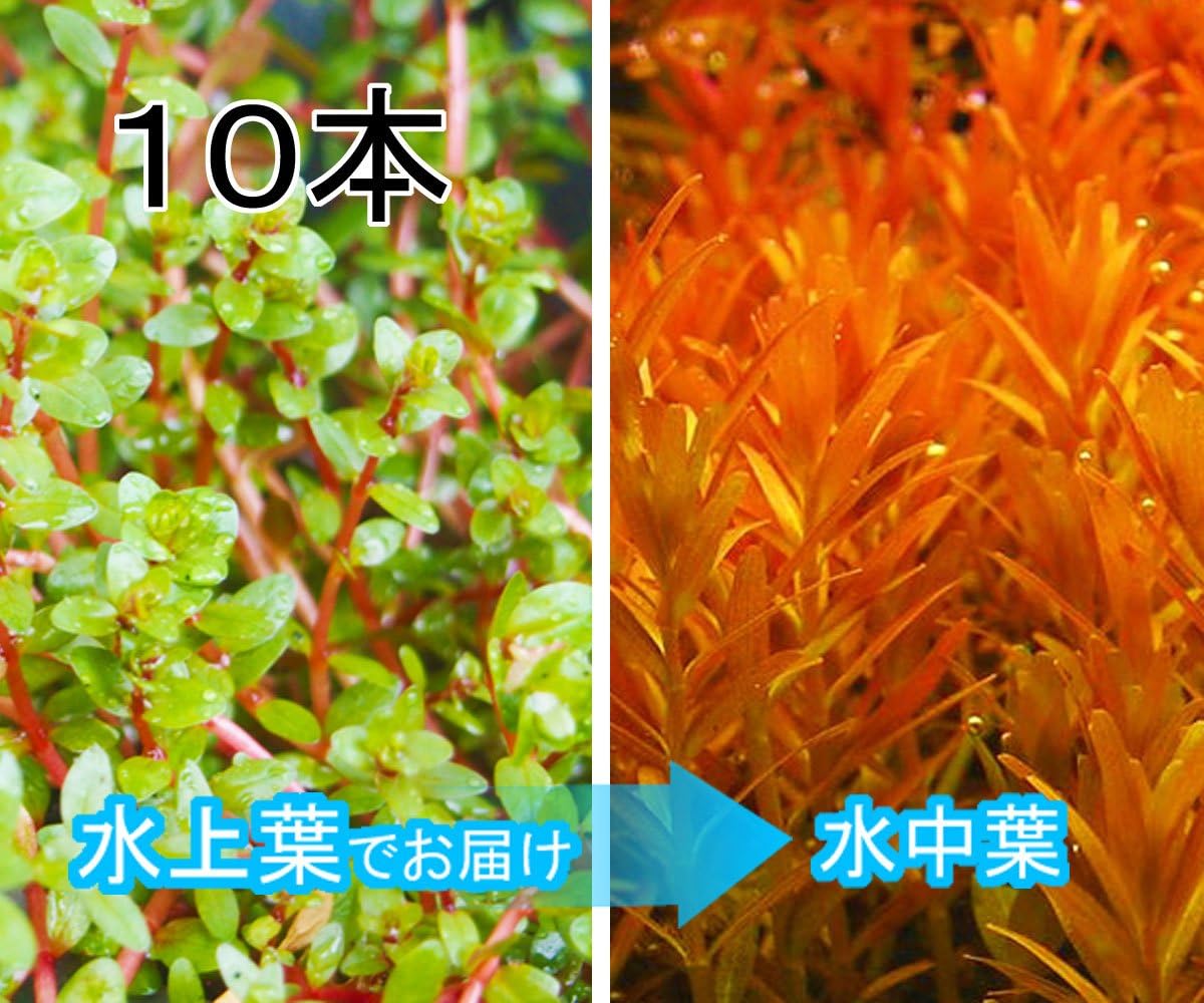 Amazon ロタラインディカ 10本 水上葉 水草のパレット 生体水草 通販
