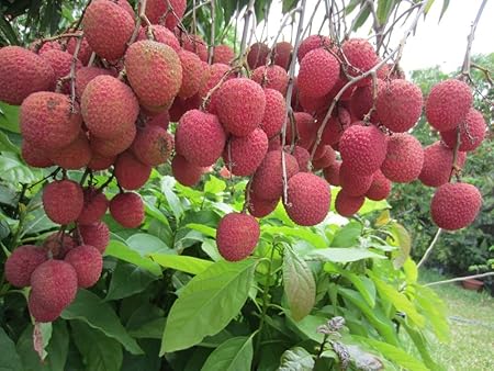Creative Farmer Fruit Plant Seeds Lychee Lichi Or Litchi Chinensis Sonn Exotic Flowering Fruit Seeds 5 Seeds Kitchen Garden Seeds Pack
